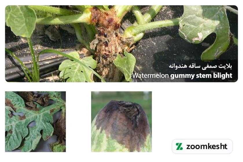 1765998799211-614945604.webp بلایت صمغی ساقه هندوانه