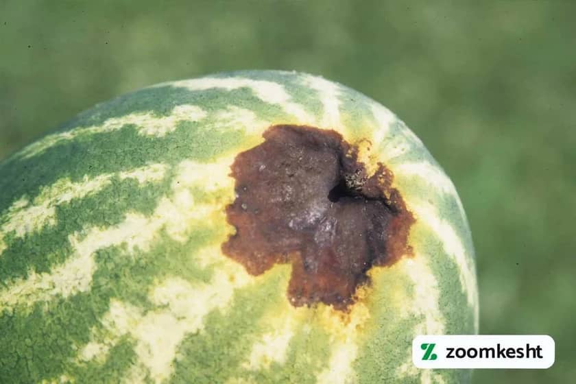 1765998800384-707543475.webp 1765998800384-707543475.webp