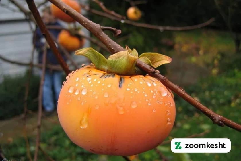 1765998816517-553642038.webp آبیاری خرمالو