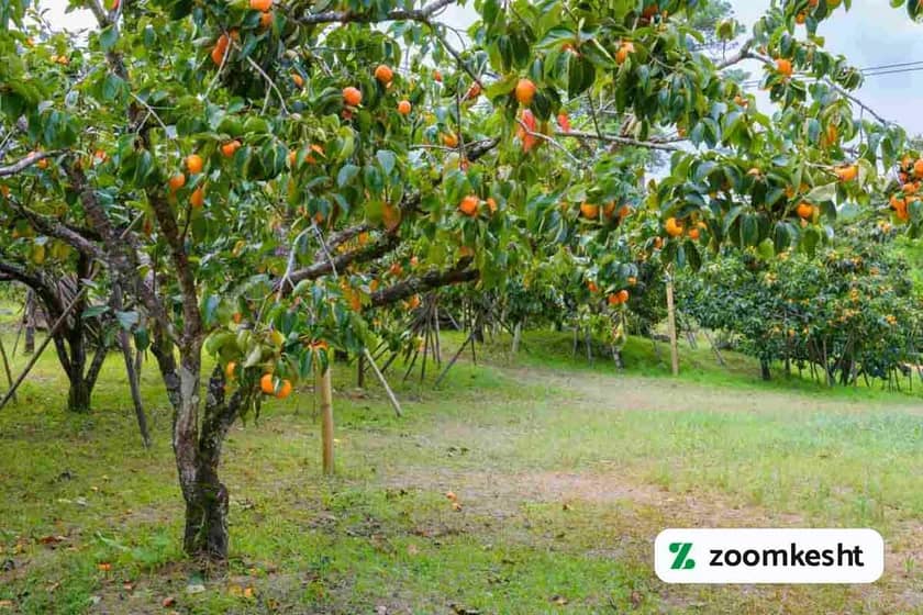 1765998817816-922505935.webp 1765998817816-922505935.webp