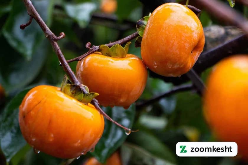 1765998820315-601879896.webp آبیاری درخت خرمالو