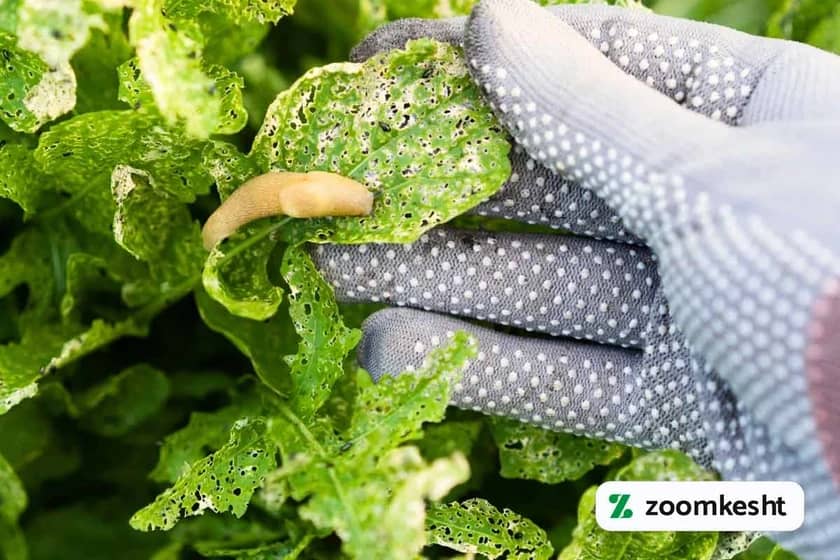 1765998824214-587421690.webp آفات سبزیجات