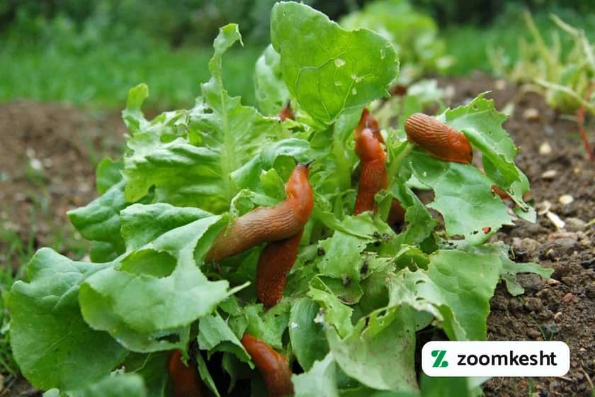 1765998825521-271175593.webp 1765998825521-271175593.webp