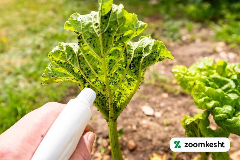 1765998826785-615166343.webp آفات سبزیجات