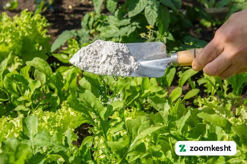 1765998829925-509800280.webp آفات سبزیجات