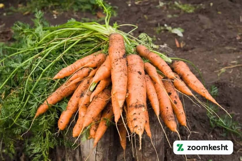 1765998837318-439222767.webp برداشت هویج