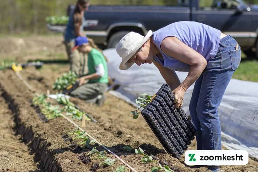 1765998849512-651139835.webp زمان مناسب کاشت کلم