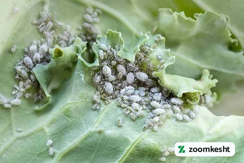 1765998850685-839650306.webp آفات و بیماری های کلم