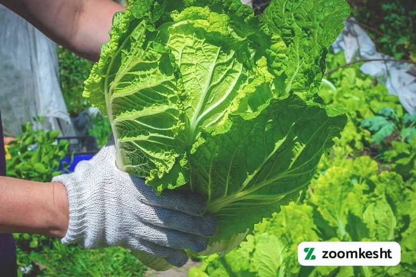 1765998851822-977413600.webp برداشت کلم