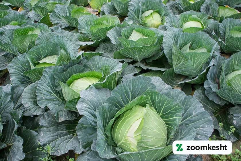 1765998853558-30826469.webp 1765998853558-30826469.webp