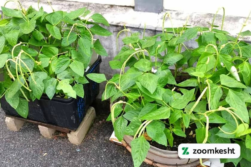 1765998861786-280941657.webp کاشت لوبیا در گلدان