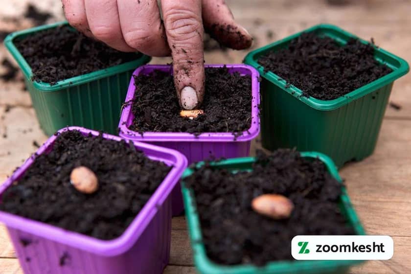 1765998864519-330888713.webp کاشت لوبیا در گلدان