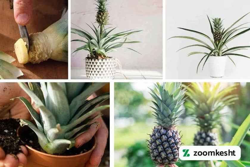 1765998938919-755781688.webp آماده سازی تاج برای کاشت آناناس