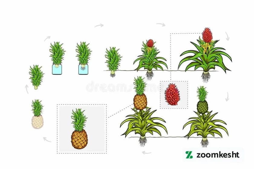 1765998941020-195149138.webp مراحل رشد و برداشت آناناس