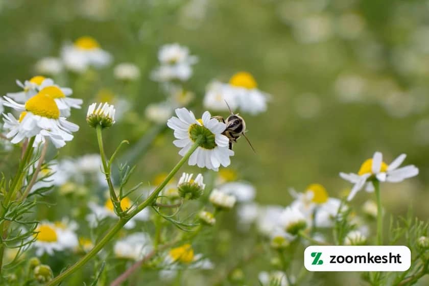 1765999045384-373781024.webp 1765999045384-373781024.webp