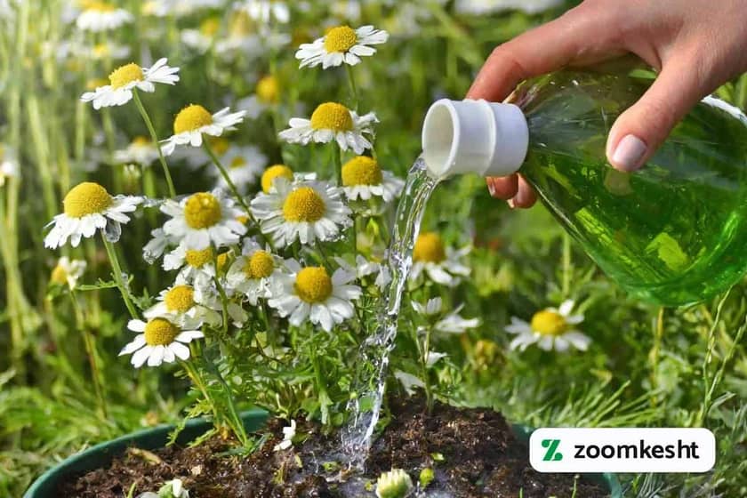 1765999046484-65076073.webp نگهداری گل بابونه