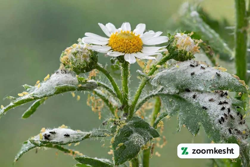 1765999049016-205054073.webp نگهداری گل بابونه