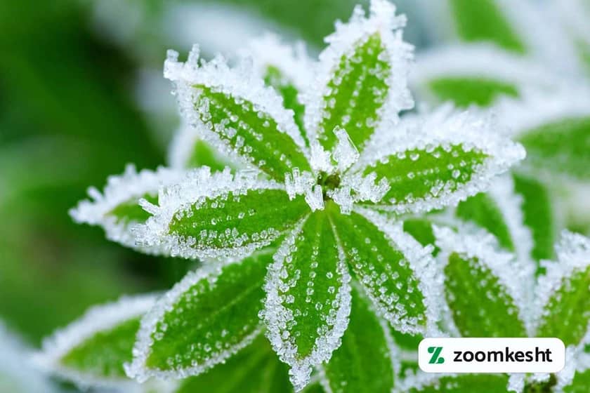 1765999076309-433254058.webp گیاهان مقاوم به سرما