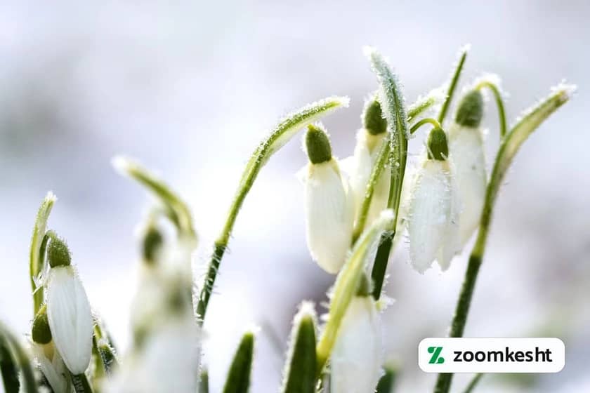 1765999078684-851106533.webp گیاهان مقاوم به سرما