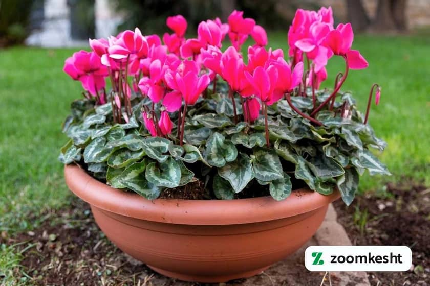 1765999079885-320151588.webp 1765999079885-320151588.webp