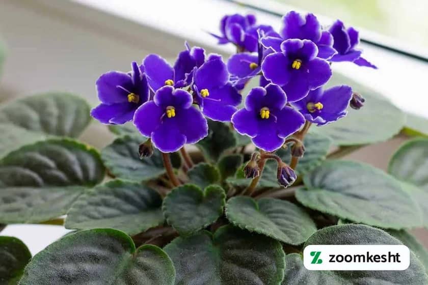 1765999081116-321003658.webp گیاهان مقاوم به سرما