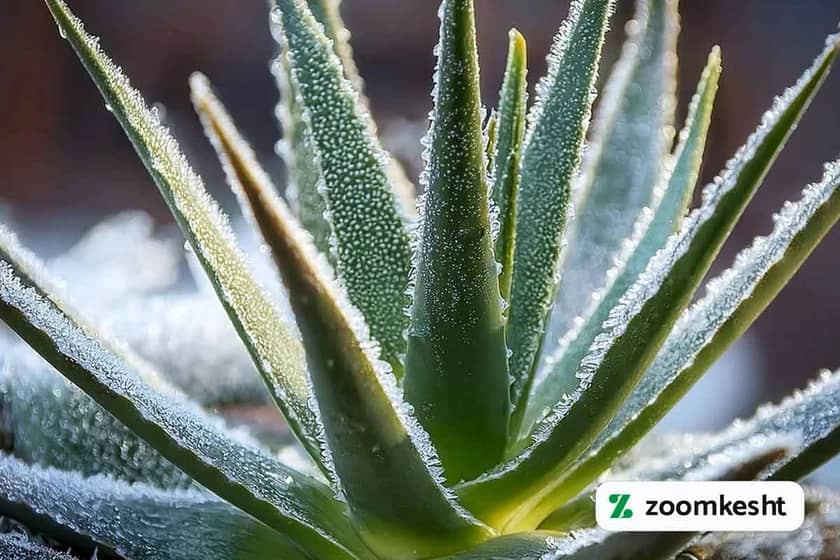 1765999082222-877587424.webp 1765999082222-877587424.webp