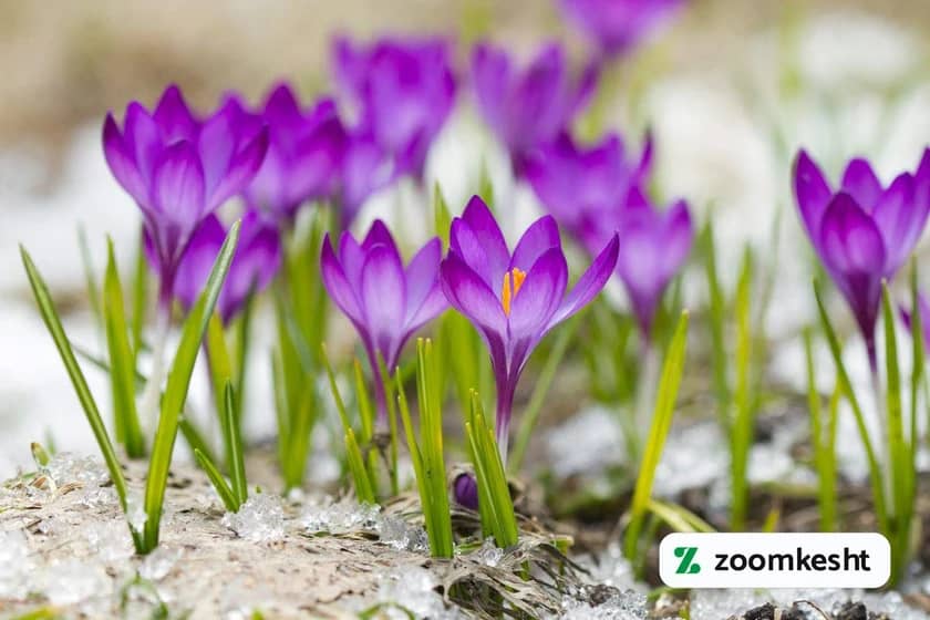 1765999083426-218391004.webp گیاهان مقاوم به سرما