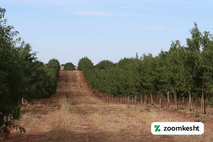 1765999324621-461769017.webp مزایای اقتصادی کاشت بادام