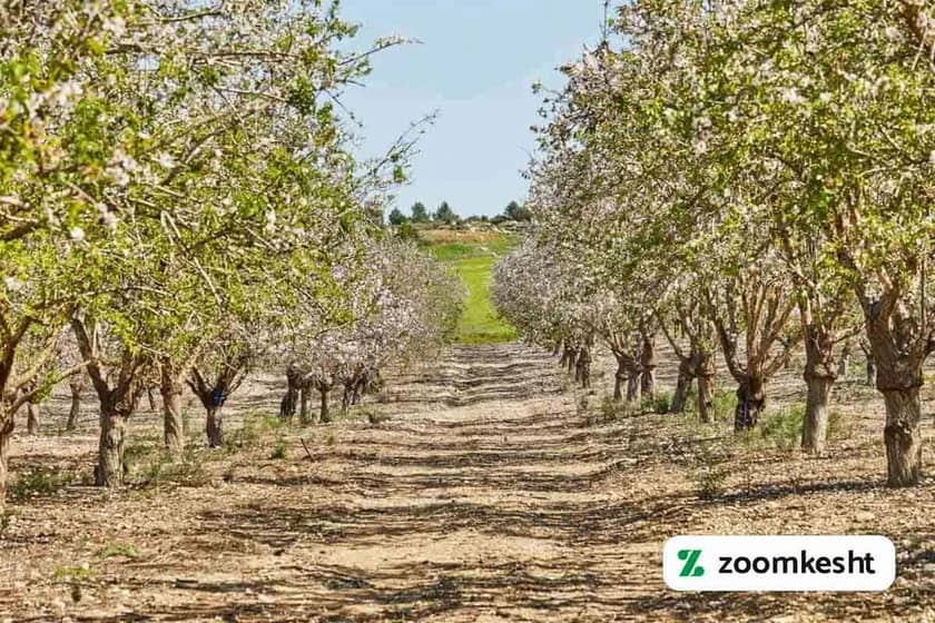 1765999327027-565796568.webp مزایای اقتصادی کاشت بادام