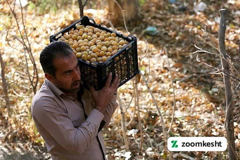 1765999364326-767859359.webp برداشت آلو