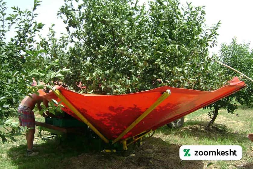 1765999365884-646187610.webp برداشت آلو