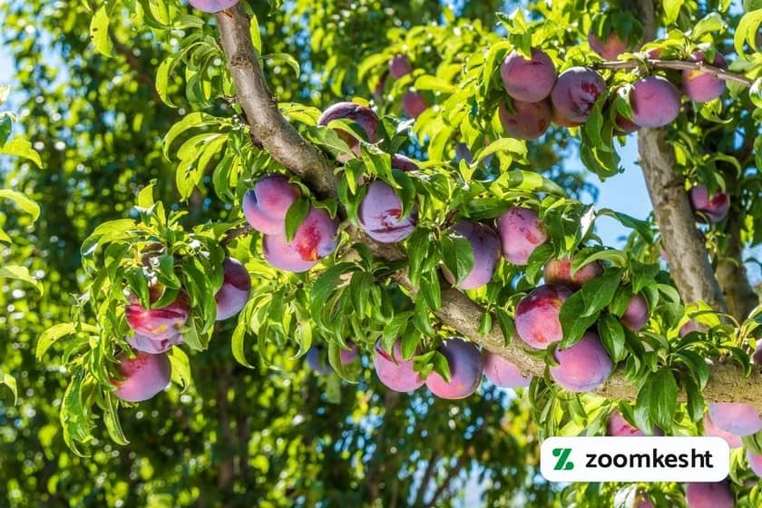 1765999368031-200534382.webp برداشت آلو