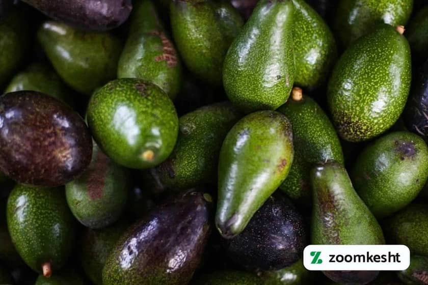 1765999383484-146323846.webp برداشت آووکادو