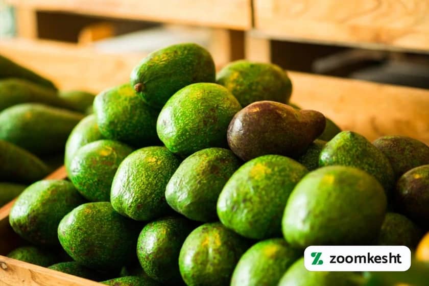 1765999384784-455790139.webp برداشت آووکادو