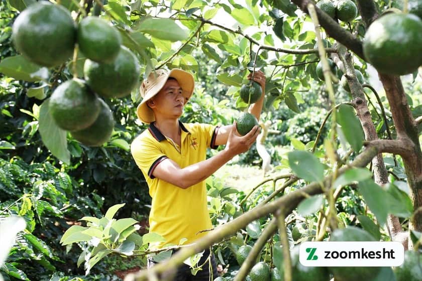 1765999386020-30808489.webp برداشت آووکادو