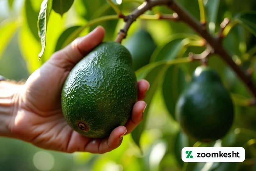 1765999387424-449811697.webp 1765999387424-449811697.webp