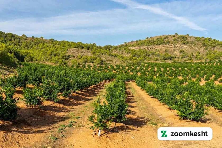 1765999469111-553561311.webp آبیاری درخت لیمو