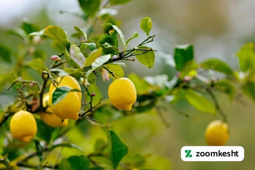 1765999470420-682303020.webp 1765999470420-682303020.webp