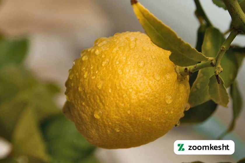 1765999471484-672423787.webp آبیاری درخت لیمو