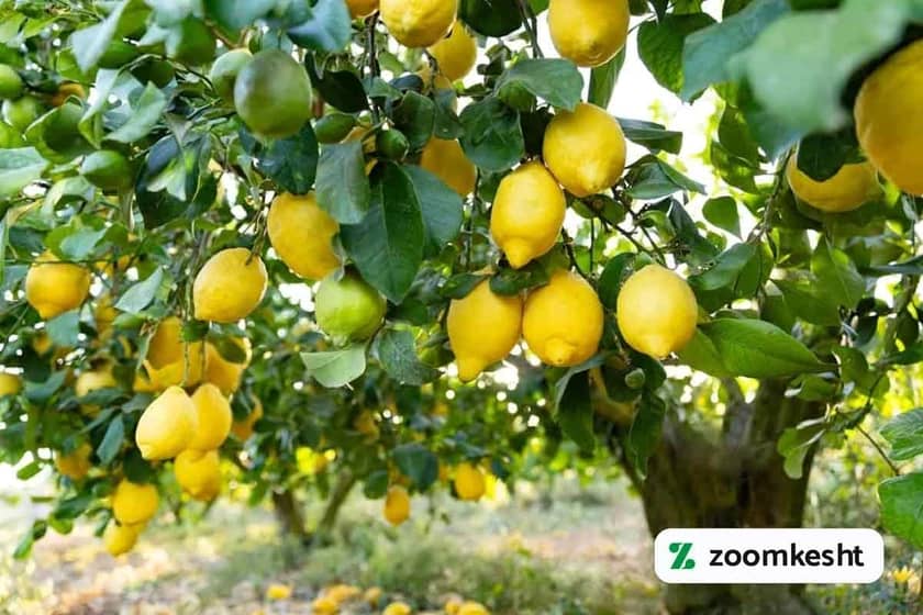 1765999472652-415648509.webp 1765999472652-415648509.webp