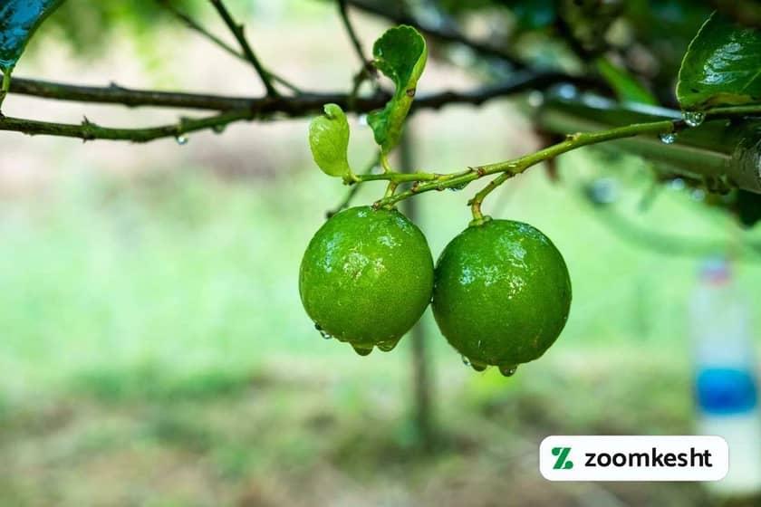 1765999473885-543937123.webp آبیاری درخت لیمو