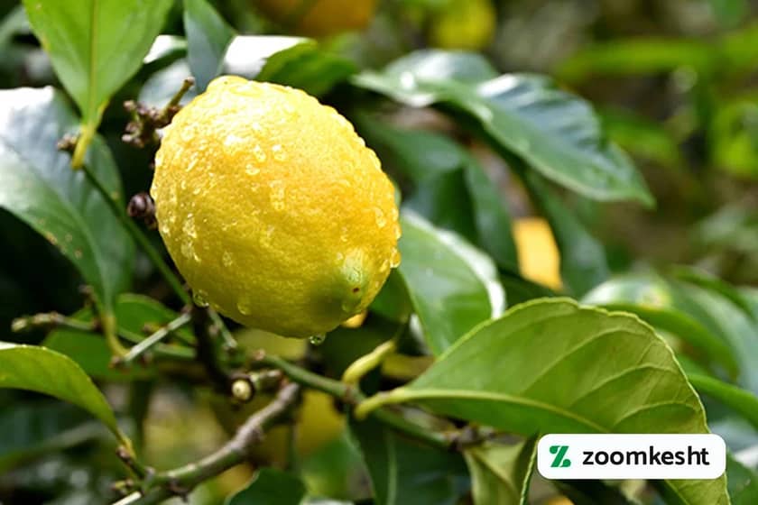 1765999474918-672238624.webp 1765999474918-672238624.webp