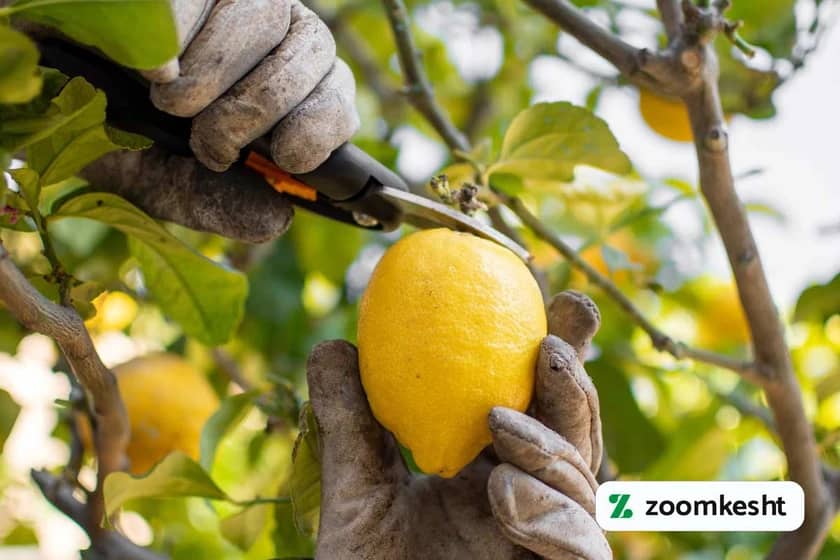 1765999477213-307809164.webp برداشت لیمو