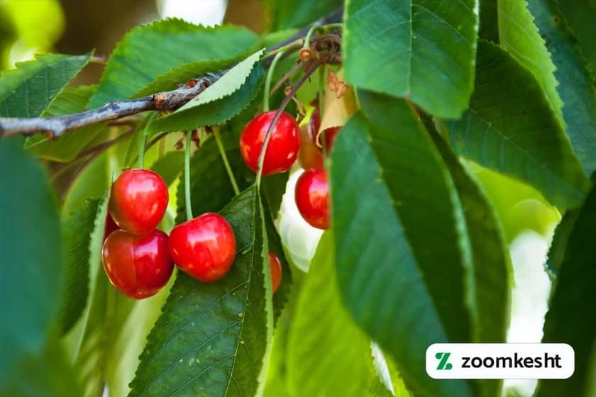 1765999483385-750242210.webp کاشت درخت گیلاس