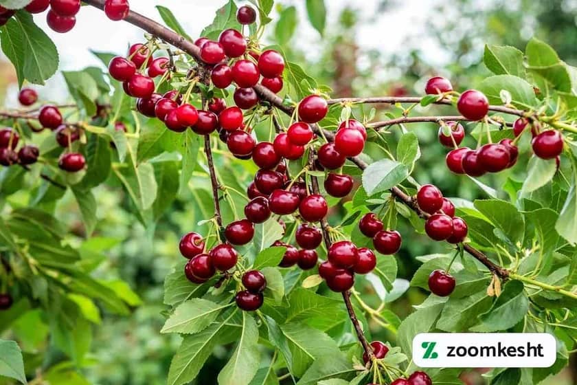 1765999488425-32129572.webp 1765999488425-32129572.webp