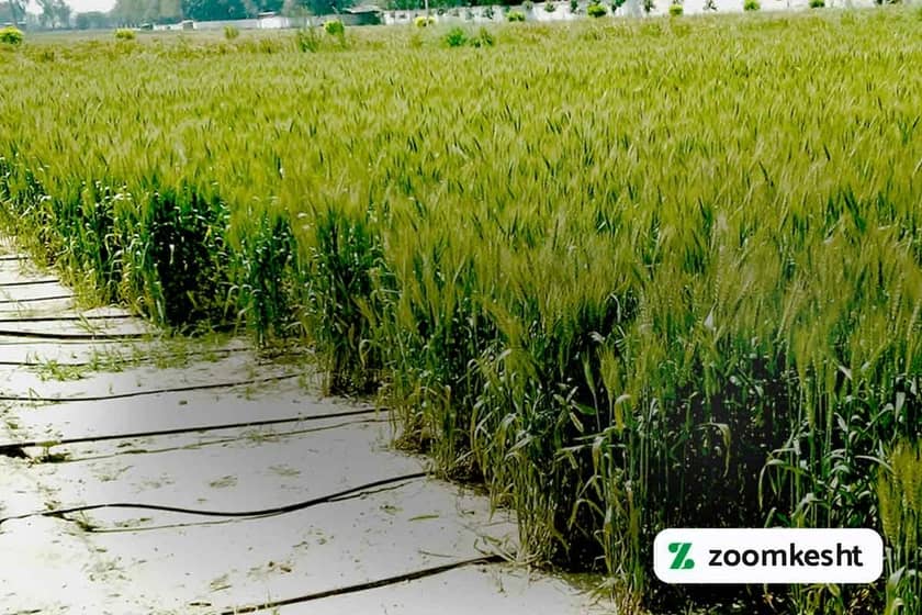 1765999497023-792474707.webp 1765999497023-792474707.webp