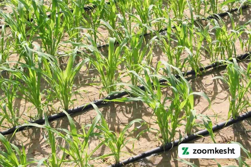 1765999499711-196492610.webp 1765999499711-196492610.webp