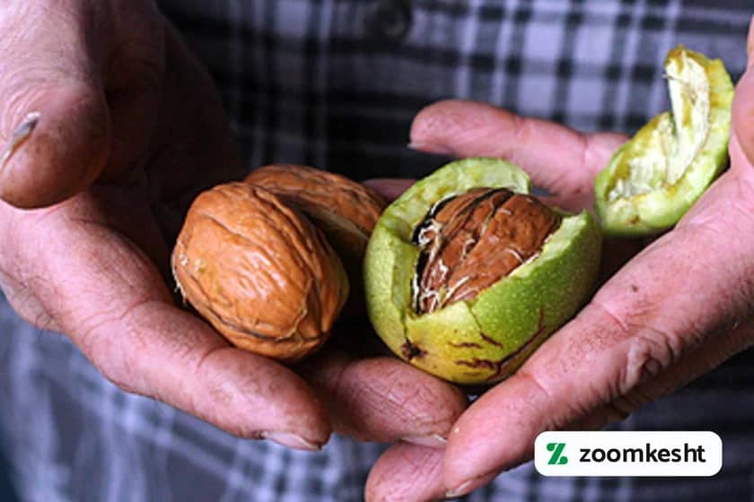 1765999502815-961374666.webp برداشت گردو