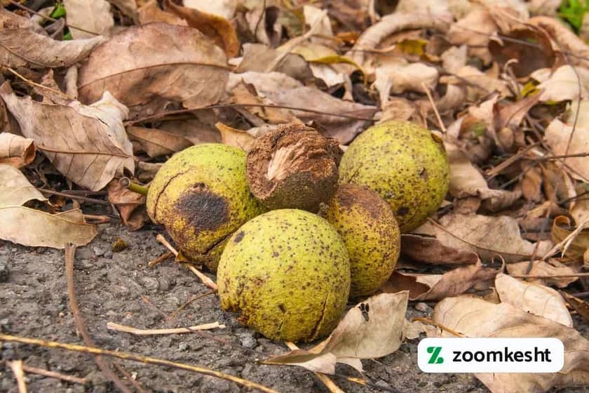 1765999505123-519531420.webp برداشت گردو