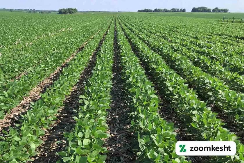 1765999511433-675772297.webp آبیاری سویا